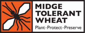 Midge Tolerant Wheat